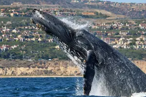 Tour image of Newport Beach Whale and Dolphin Watching Cruise