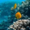 Image of Nature and Wildlife Tours