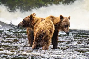 Tour image of Peak Season Bear Viewing By Seaplane
