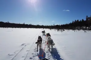 Tour image of Husky Safari from Levi 2 KM or 5 KM with Husky Sledge Ride