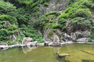 Tour image of Snow Monkey Park, Soba Lunch and Shibu Onsen Tour