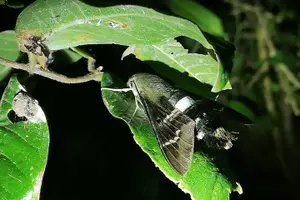 Tour image of Monteverde Night Tour with a Certified Tour Guide (6 PM or 8 PM)