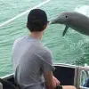 Image of Dolphin Watching