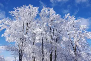 Tour image of Nagano Winter Special Tour "Snow Monkey and Snowshoe Hiking"!!