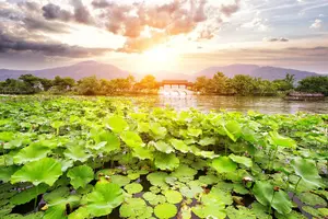 Tour image of One-Day Hangzhou Dragon Well Tea Culture & West Lake Private Tour