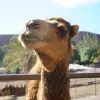 Image of Camel Rides