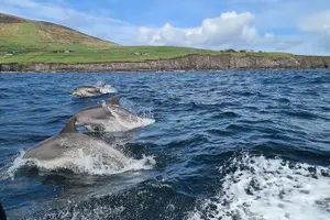 Tour image of Dolphin Discovery Eco Tour
