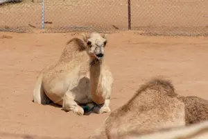 Tour image of Ras Al Khaimah City Tour - Half Day