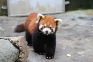 Tour image of Private Dujiangyan Panda Base Panda Rescue Center Volunteer for a Day