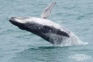 Tour image of Catamaran Ocean King Manuel Antonio