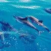 Image of Dolphin Watching