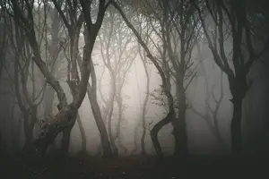 Tour image of Night Tour in Hoia Baciu Forest