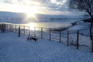 Tour image of Dogsledding, near Akureyri