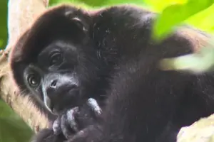 Tour image of 2-3-Hour Manuel Antonio Park Nature Guided Tour
