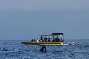 Tour image of Ultimate Whale Watch from Lahaina
