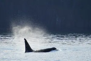 Tour image of Orca whale tour from Orcas Island