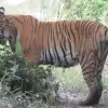 Image of Safaris