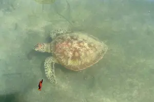 Image of Australia
