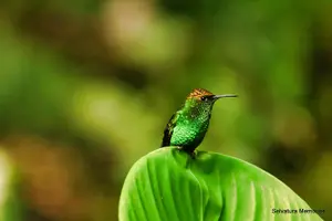 Tour image of Selvatura Park Combo Tour From Monteverde