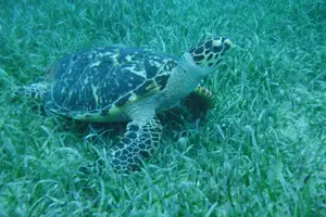 Tour image of Full Day Charter from Fajardo to Culebra