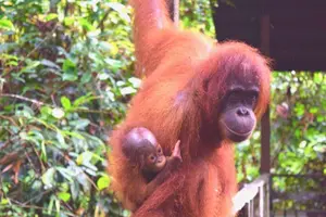 Tour image of Full Day Orang Utan Sepilok, Proboscis Monkey, Sunbear, RDC