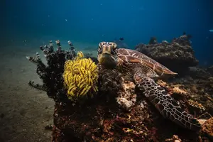 Tour image of Maafushi: Discover Scuba Diving in Maldives (for Beginners)
