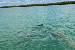 Tour image of Dolphin and Manatee Tour of Marco Island by Kayak or SUP