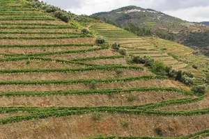 Tour image of Premium Douro Valley Small-Group Tour, Wine Tasting, Lunch & Boat