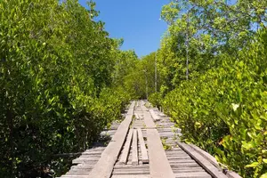 Tour image of Full Day Sea Cave and Mangrove Kayaking Tour From Koh Lanta