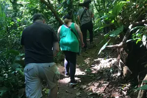 Tour image of Magic of the rainforest