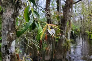 Tour image of Everglades Tour w/ Biologist Led WET walk + 2 Boat Trips + Lunch!