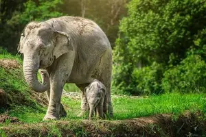 Tour image of 6-Day Northern Thailand Tour: Ayutthaya, Sukhothai, Chiang Mai and Chiang Rai from Bangkok