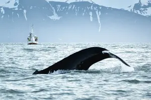 Tour image of Whales and Puffins Tour from Husavik