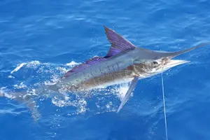 Tour image of Big Game Fishing from Vilamoura - Private trip