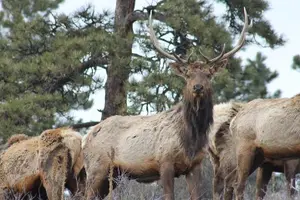 Tour image of Small-Group Half-Day Tour Foothills of the Rockies from Denver