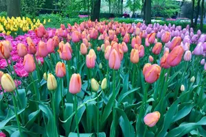 Tour image of Keukenhof's Tulips and Windmills Small-Group Tour from Amsterdam