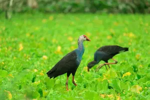 Tour image of Discover Lung Ngoc Hoang Nature Reserve