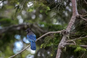 Tour image of Private Mt Rainier National Park Day Trip from Seattle