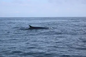 Tour image of Whale Watching and Jeep Tour