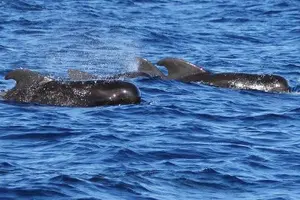 Tour image of Whale Watching and Dolphin Spotting Cruise