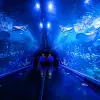 Image of Aquariums