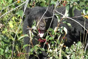 Tour image of Grand Teton National Park - Full-Day Guided Tour from Jackson Hole