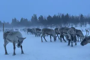 Tour image of Full-Day Reindeer Tour with Pickup in Kiruna