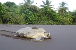 Tour image of TORTUGUERO MOST POPULAR: Canoe and night tour (Jul-Oct turtle)