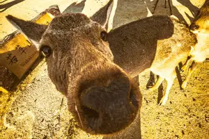 Tour image of Osaka & Nara in 1-Day by Private Van with Local Expert Guide