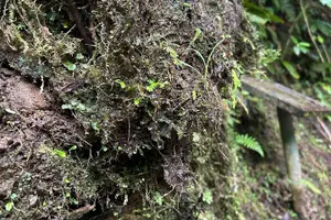 Tour image of Puerto Rico: El Yunque Sightseeing Half-Day Tour w/Transfer
