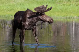Tour image of Grand Teton Wildlife Safari Tour