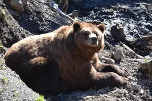 Tour image of Sitka Sightseeing Tour including Fortress of the Bear and Totem Poles