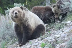 Tour image of Grand Teton National Park - Sunset Guided Tour from Jackson Hole