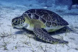 Tour image of MUSAN Snorkel Tour